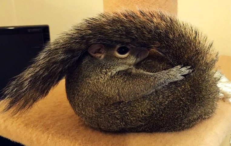 Jill l'écureuil aime faire des pitreries pour le plus grand bonheur de ses abonnés Instagram
