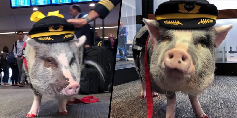 Lilou le cochon de thérapie de l'aéroport de San Francisco