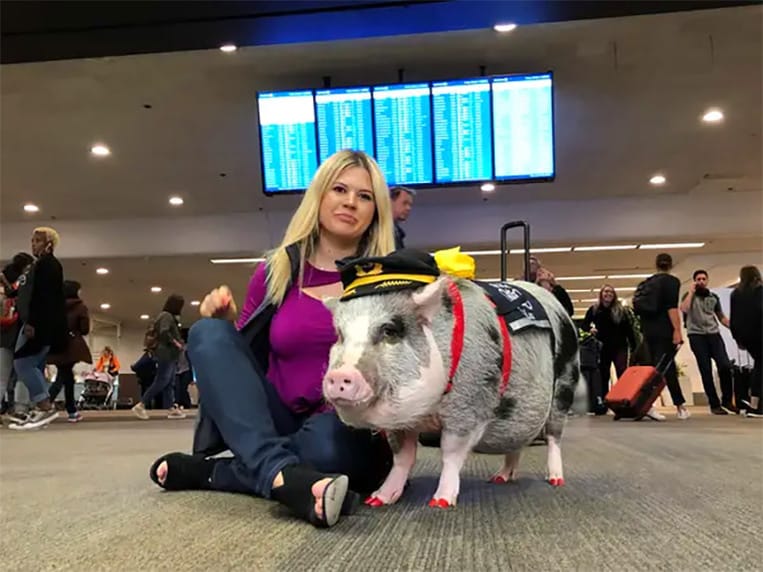 Lilou le cochon soulage les passagers stressés dans l'aéroport de San Francisco