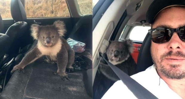 Intrusion de Koala