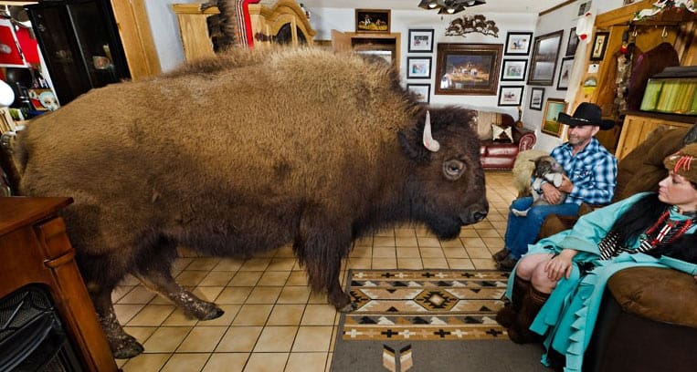Ron Bridges et son bison Wild Thing