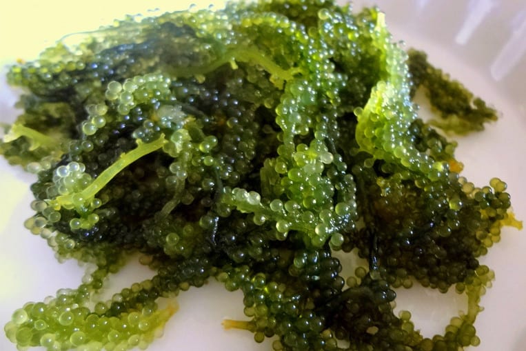 Le caviar vert (Sea Grapes)