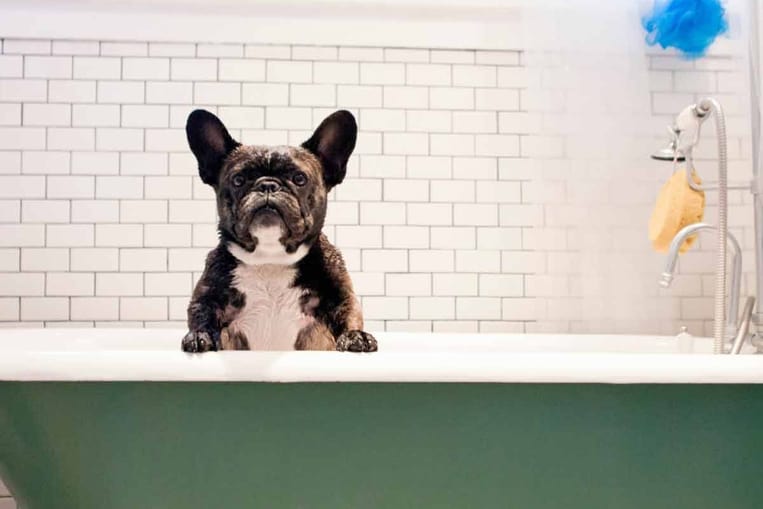 Peut-on laver son chien avec du bicarbonate de soude ?
