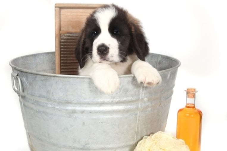 Peut-on laver son chien avec du liquide vaisselle ?