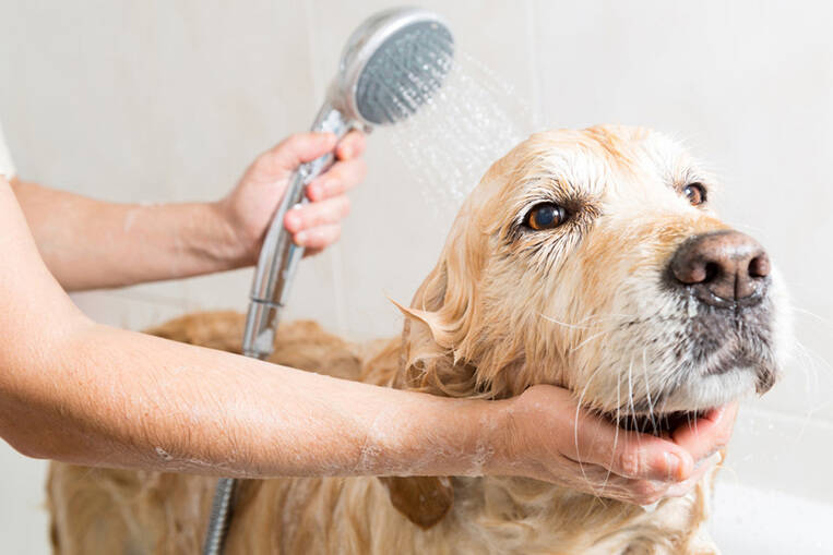 Laver son chien avec du shampoing pour humain