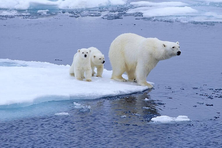 Les glaciers et la banquise arctique fondent pendant que les océans se réchauffent