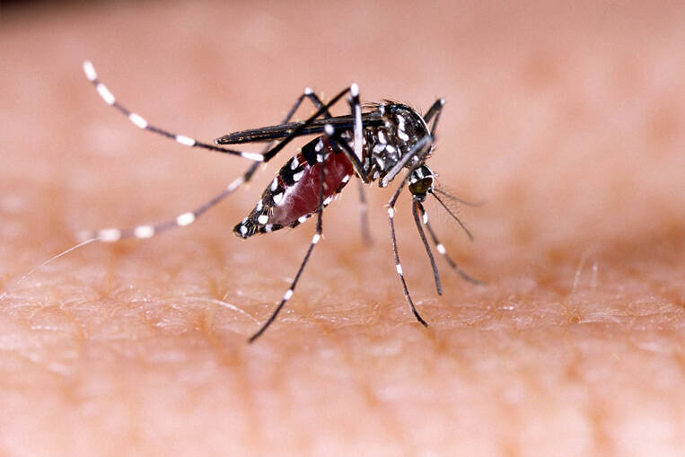 La dengue pourrait se propager d'ici 2050
