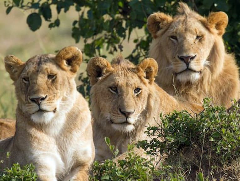 Les 3 lions protecteurs