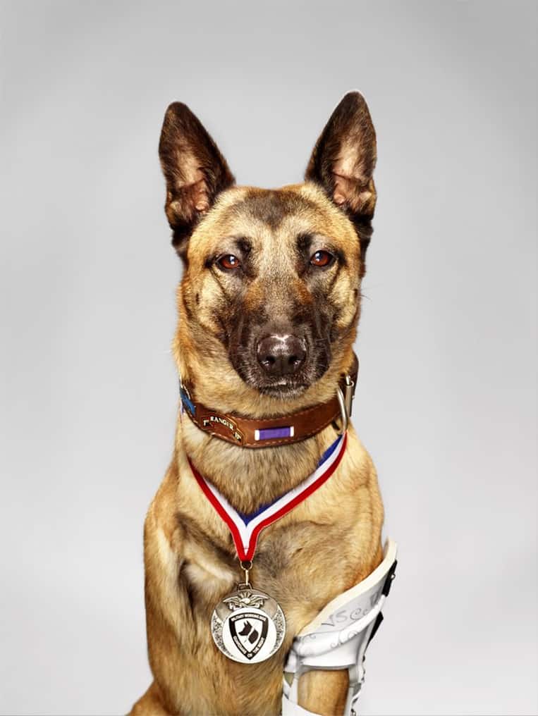 Layka, le chien héros de l'armée