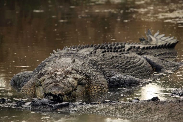 Crocodile d'eau salée