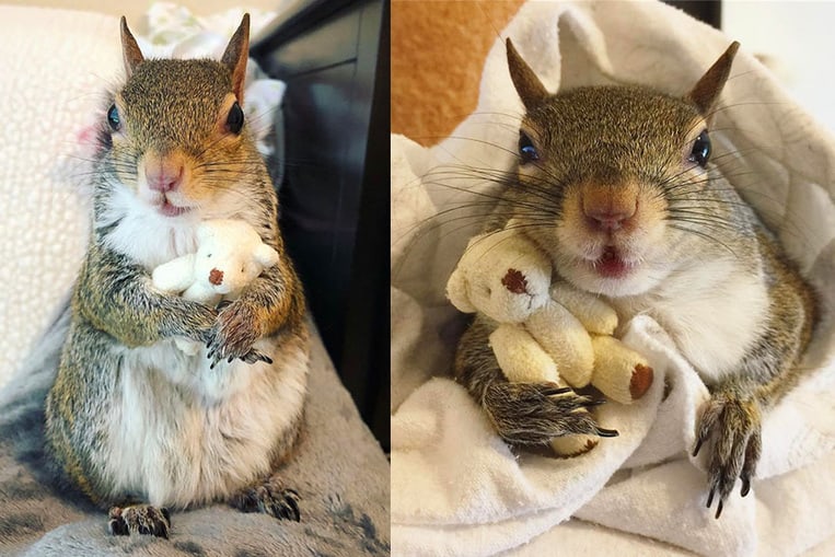 Cet écureuil sauvé d’un ouragan ne peut pas dormir sans son ours en peluche