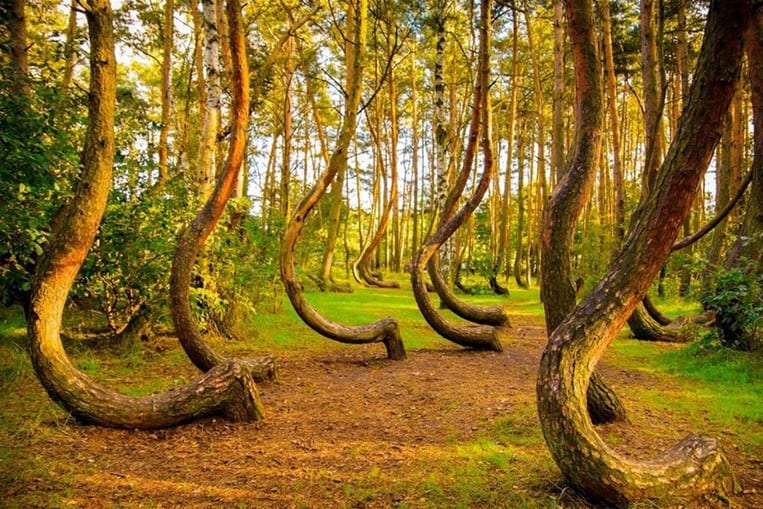 Crooked Forest en Pologne