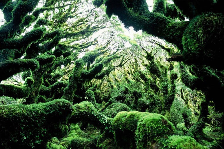 Goblin Forest en Nouvelle-Zélande
