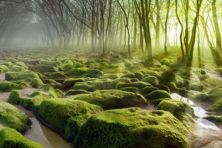 Moss Swamp en Roumanie
