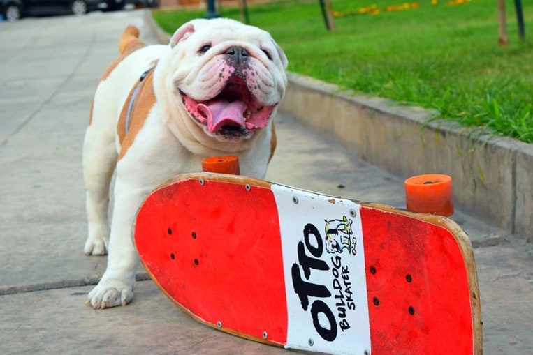 Le record du plus long tunnel humain traversé par un chien sur un skateboard