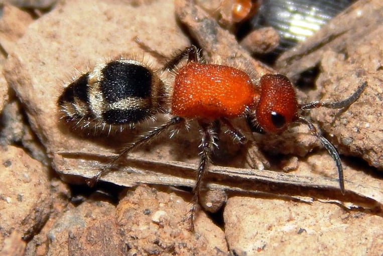La fourmi de velours