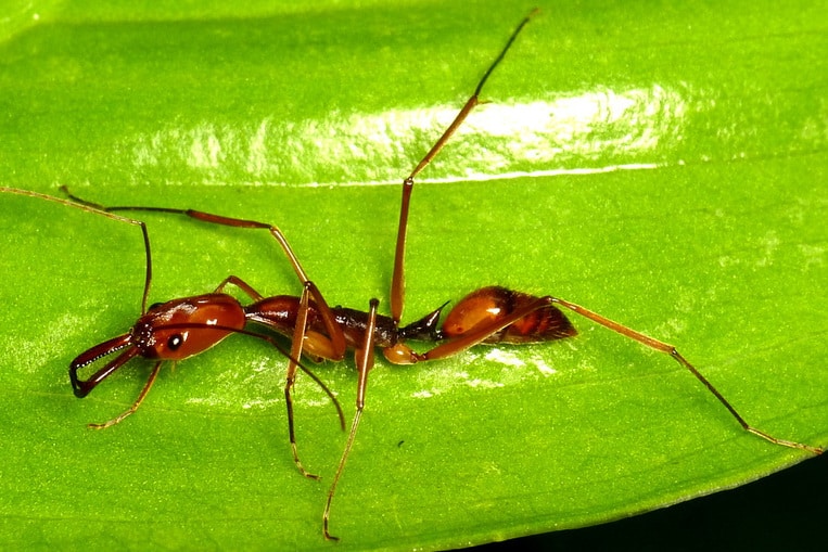 La fourmi odontomachus