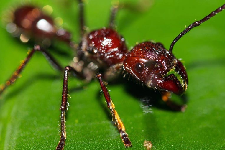 La fourmi paraponera