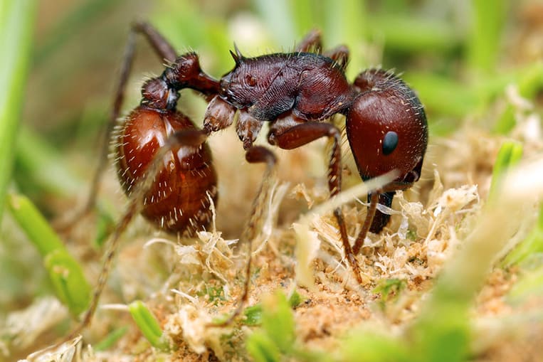 La fourmi rouge moissonneuse
