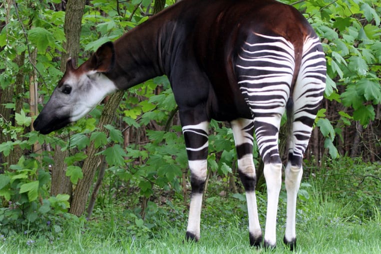 L'Okapi