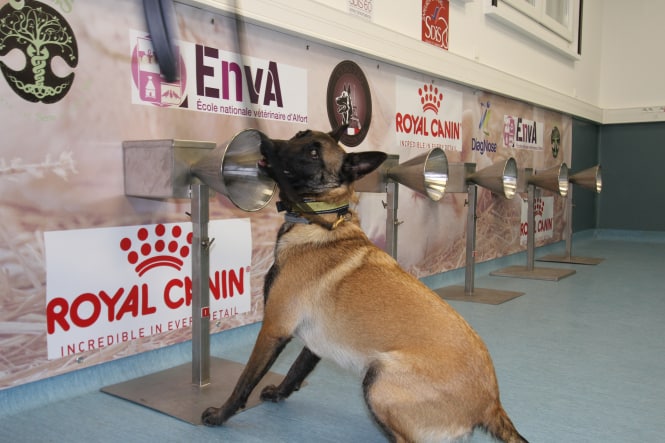 Les chiens renifleurs français détectent Covid-19 avec une précision de 94%